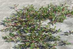 Sesuvium portulacastrum